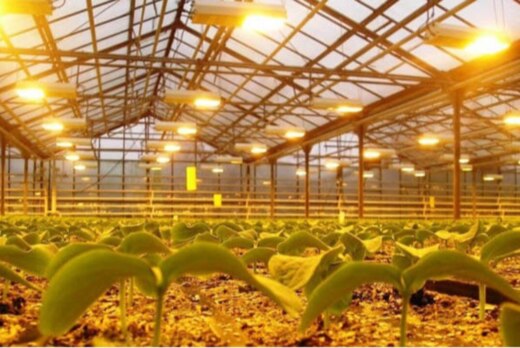 Системы искусственного досвечивания в современном тепличн...