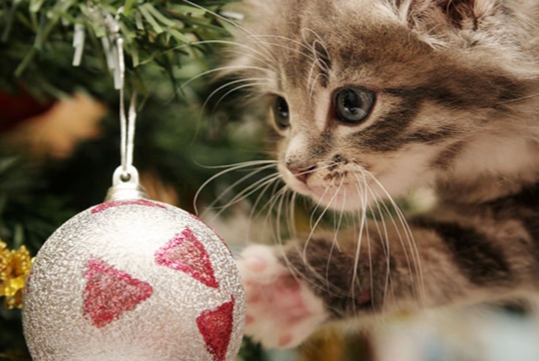 Сбор редакции интернет-журнала The Шаттл