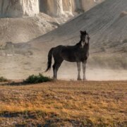 Кириллов Александр Алексеевич Кириллов Александр Алексеевич