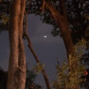 Алиева Офелия