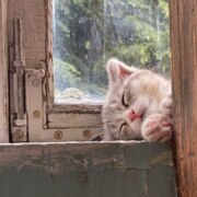 Шайхаматова Жасмин Камалтиновна