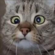 Никульшина Лола