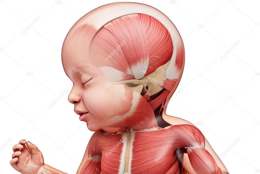 Соматический пул белка, мышечная масса и саркопения в нут...