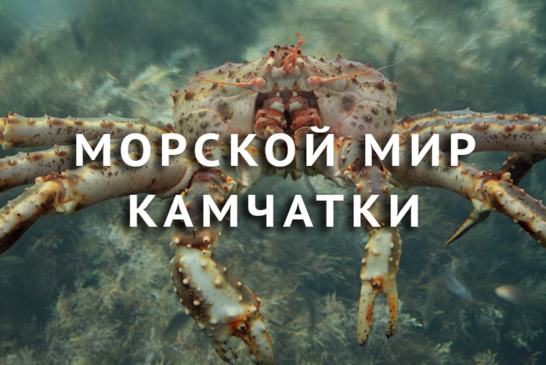 Лекция о морских обитателях