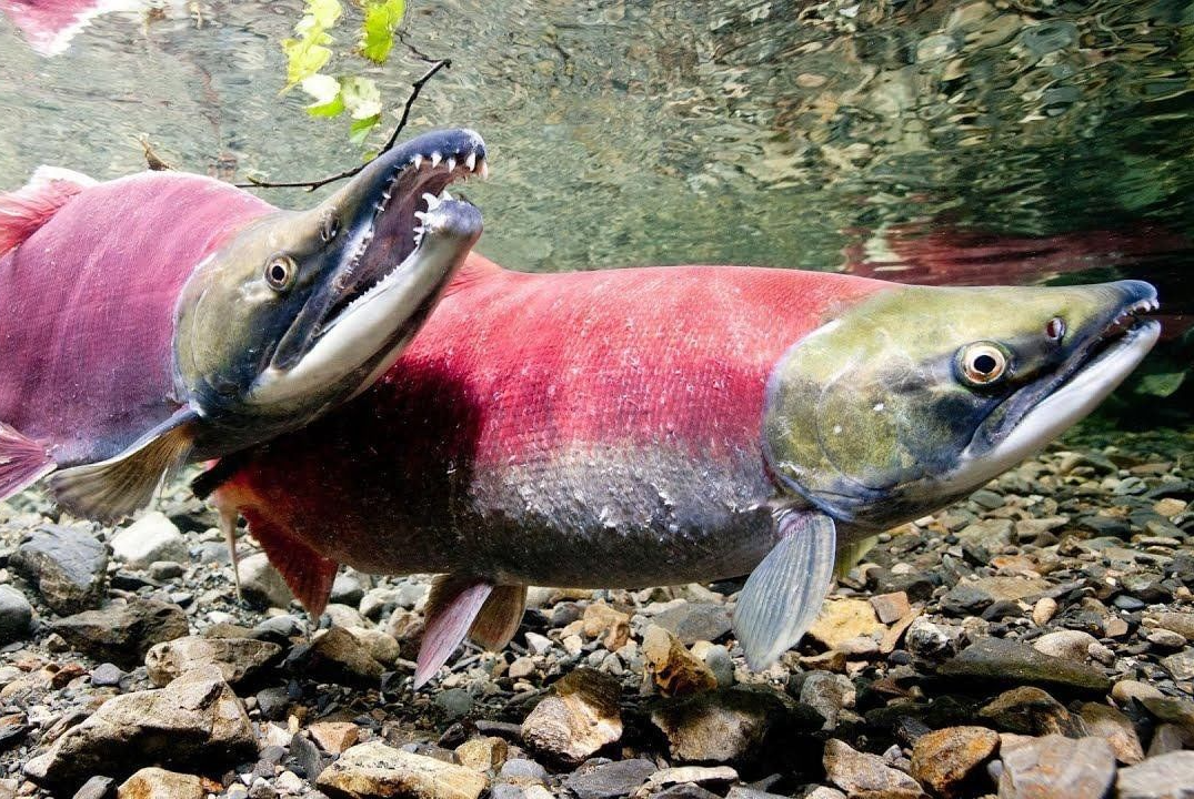 Тихоокеанский лосось – Нерка Oncorhynchus nerka: влияние...