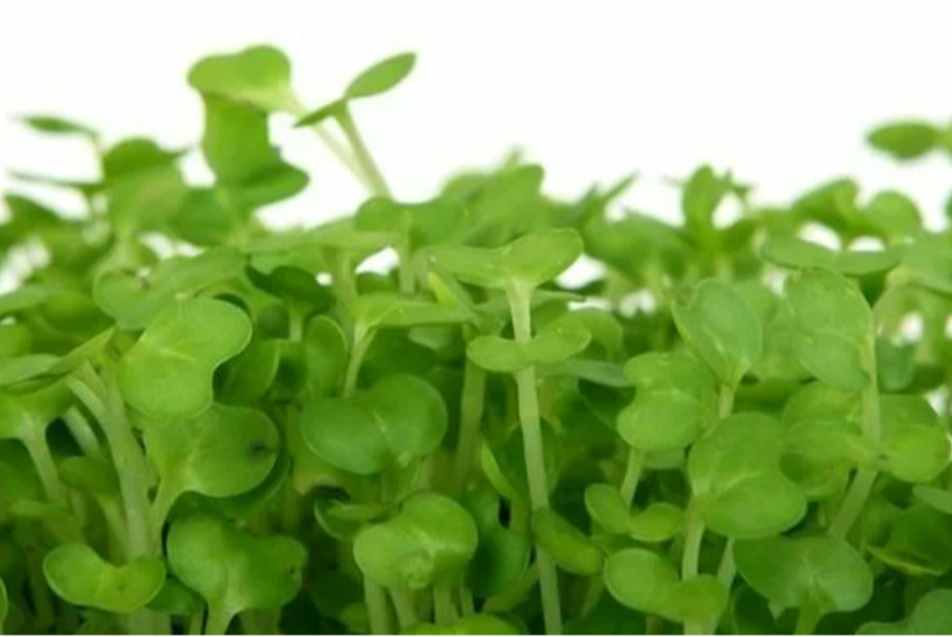 Оценка снежного покрова города Петропавловска-Камчатского...