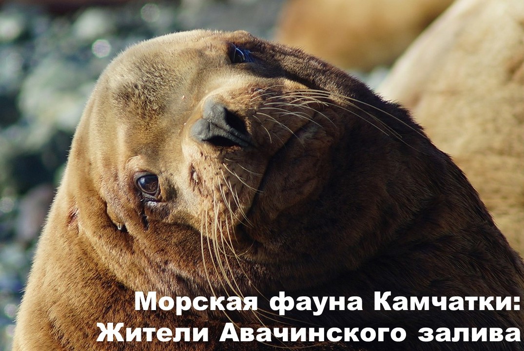 Морская фауна Камчатки: жители Авачинского залива