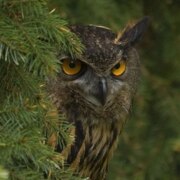 Ривера Виттория Викторовна