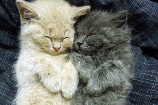 Факультатив для ККК🐈‍⬛🐈