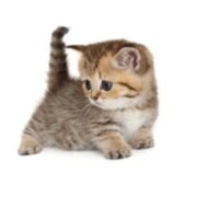 Маняхина Анастасия