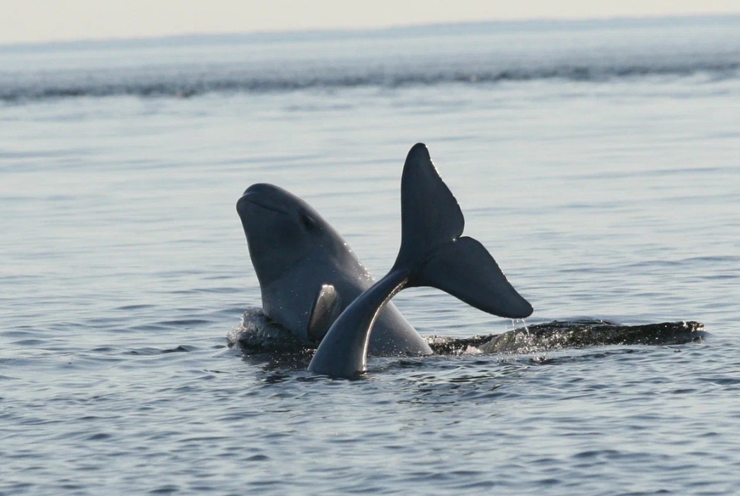 Показ фильма "В прятки с полярными китами" в рамках дней...