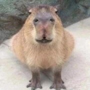 Сеитова Ралина Руслановна