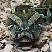 Фаныгина Лилия Сергеевна