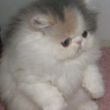 Татьяна Александровна Крепышева