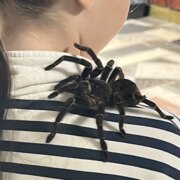 Кабардиева Арина Рустамовна