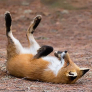 Ушакова Аня