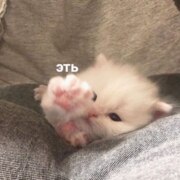 Дуденко Полина Дуденко Полина