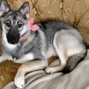 Гуськов Глеб Юрьевич