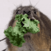 Пархоменко Денис