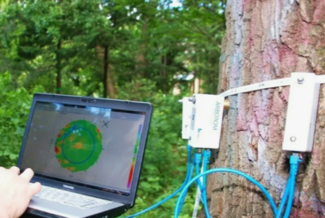 Продуктивность и углеродо-депонирующие функции древесных насаждений