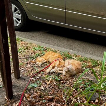 Ачимова Дарья Игоревна