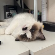 Миронова Уля Андреевна