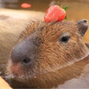 Магомедшапиева Арина Амировна