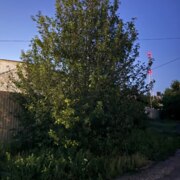 Корольков Илья Евгеньевич