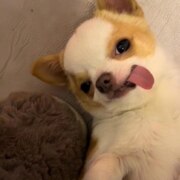 Шпак Софья Григорьевна