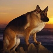 Волошин Данил Александрович