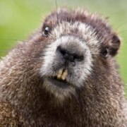 Михайлова Светлана Андреевна