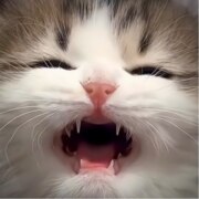 Никифоров Анатолий Айаан