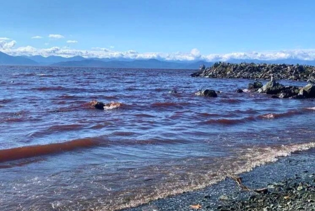 Лекция по теме "Красных приливов" на Камчатке