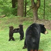 Загорнова Полина Максимовна