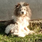 Чеботарёв Александр Александрович