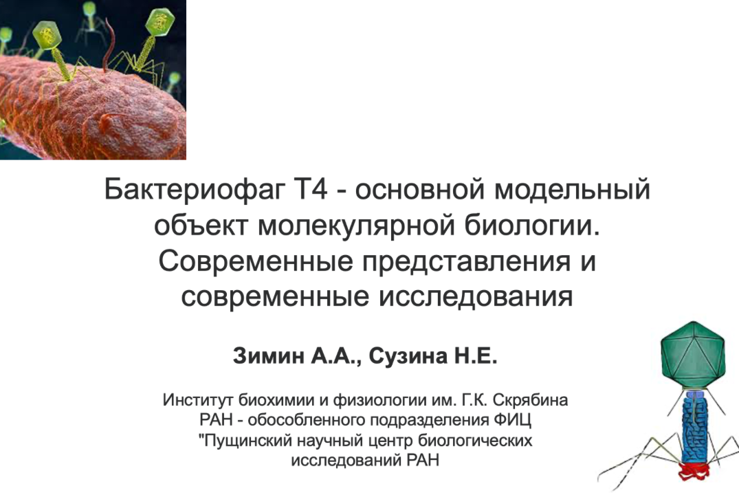 Бактериофаг Т4 - основной модельный объект молекулярной биологии. Современные представления и современные исследования