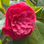 Догадина Инга