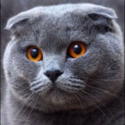 Магомедова Айшат Магомедовна