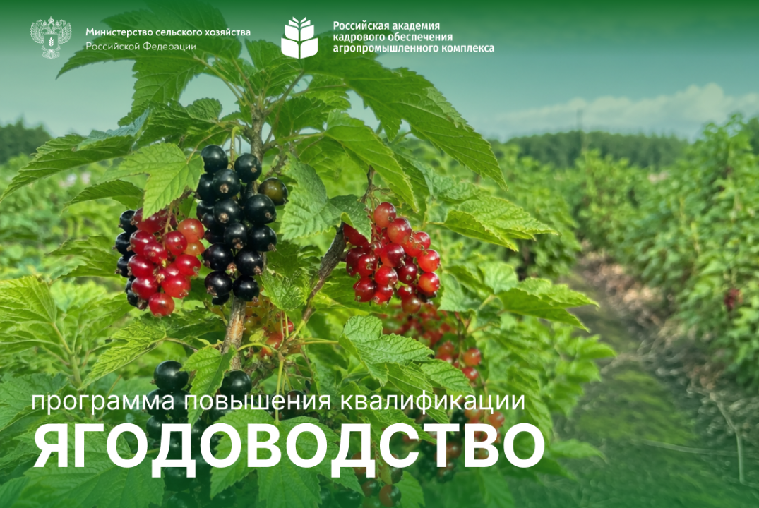 Ягодоводство