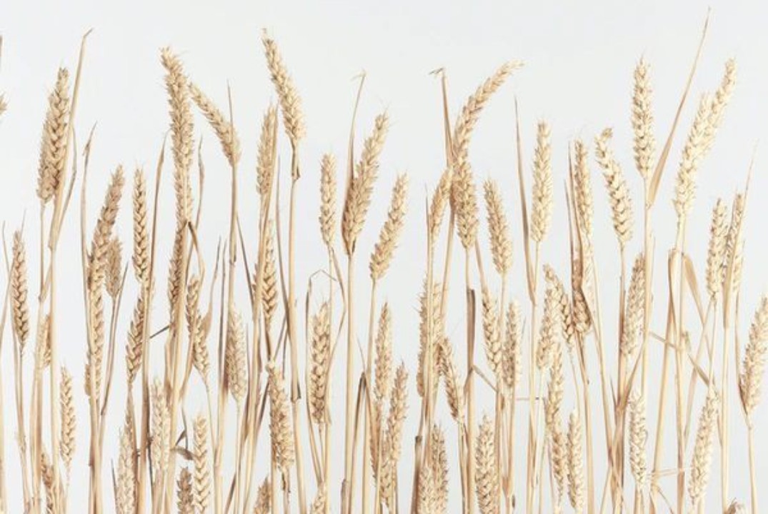 "Засевание". Практическое занятие по голосоведению.