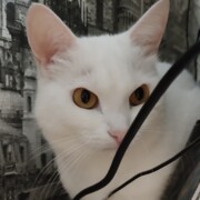 Дальшевский Евгений