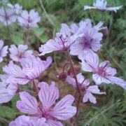 Лытова Ольга Николаевна