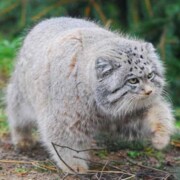 Еремян Мариам Саргисовна