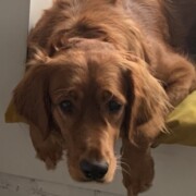 Вавилова Елизавета Вячеславовна Вавилова Елизавета Вячеславовна