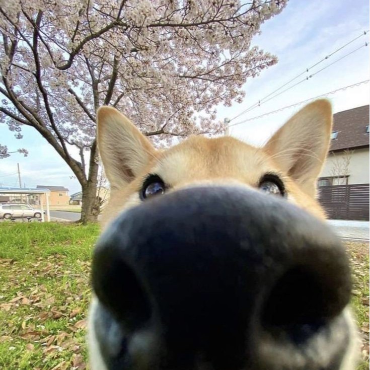 Иноземцева Кристина Алексеевна