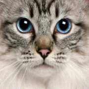 Лукин Алексей Николаевич