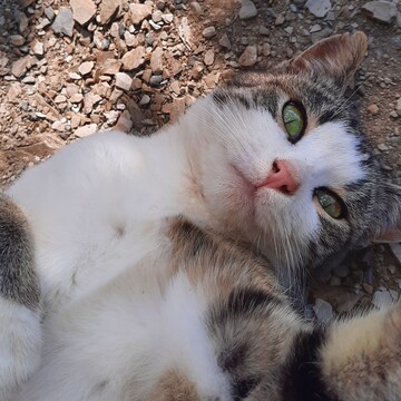 Малаалиева Патимат Абдулкаримовна