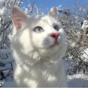 Самбиева Марха Исановна