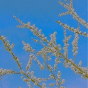 Уланов Дмитрий Игоревич