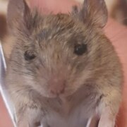 Дереза Николай Сергеевич